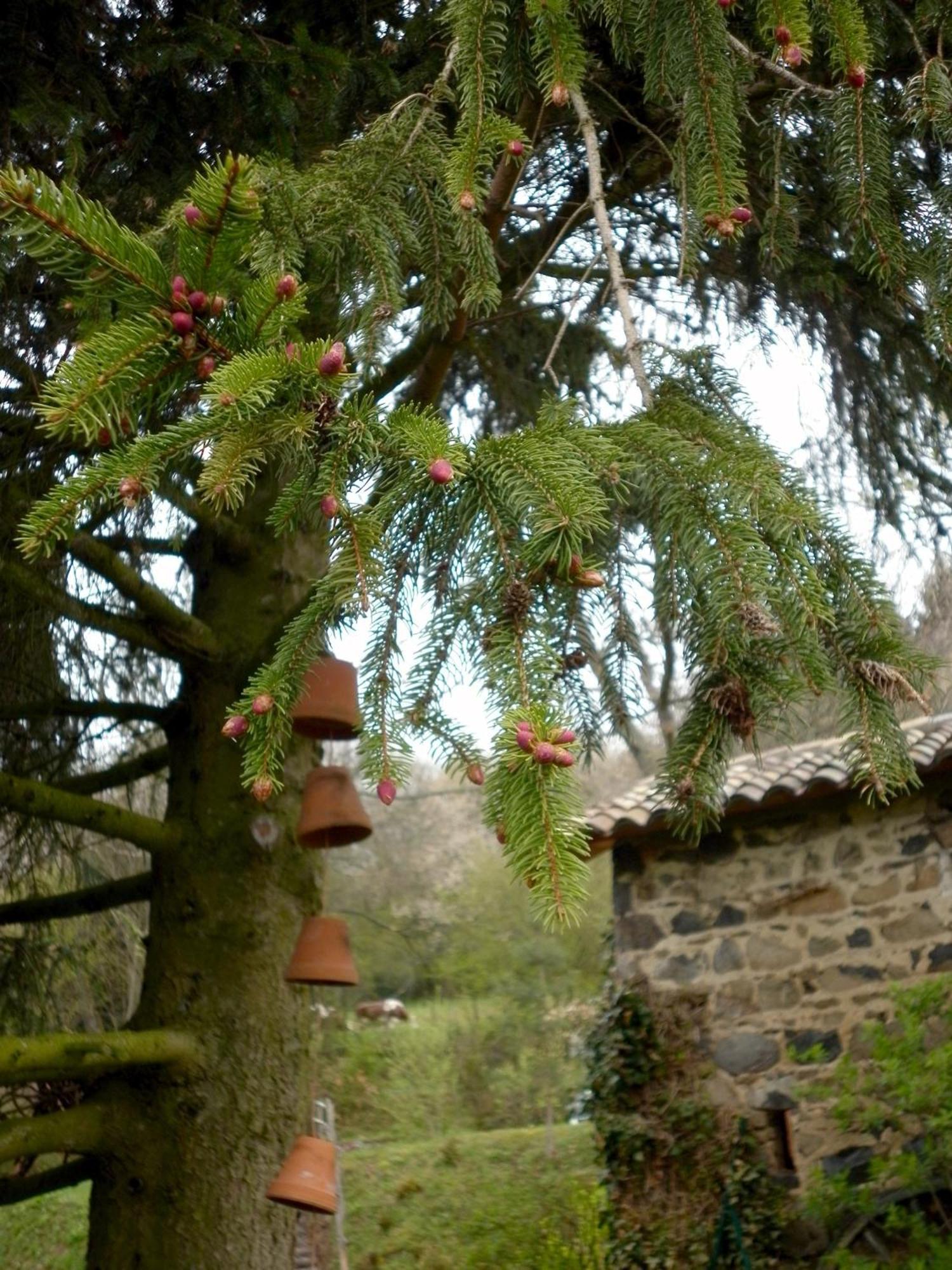 Maison D'Hotes De La Verriere Les Ardillats Exterior foto